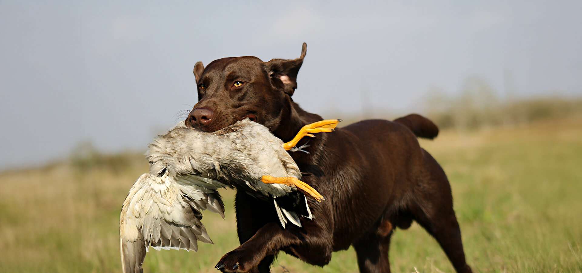 Saltgrass Retrievers - Photo Gallery