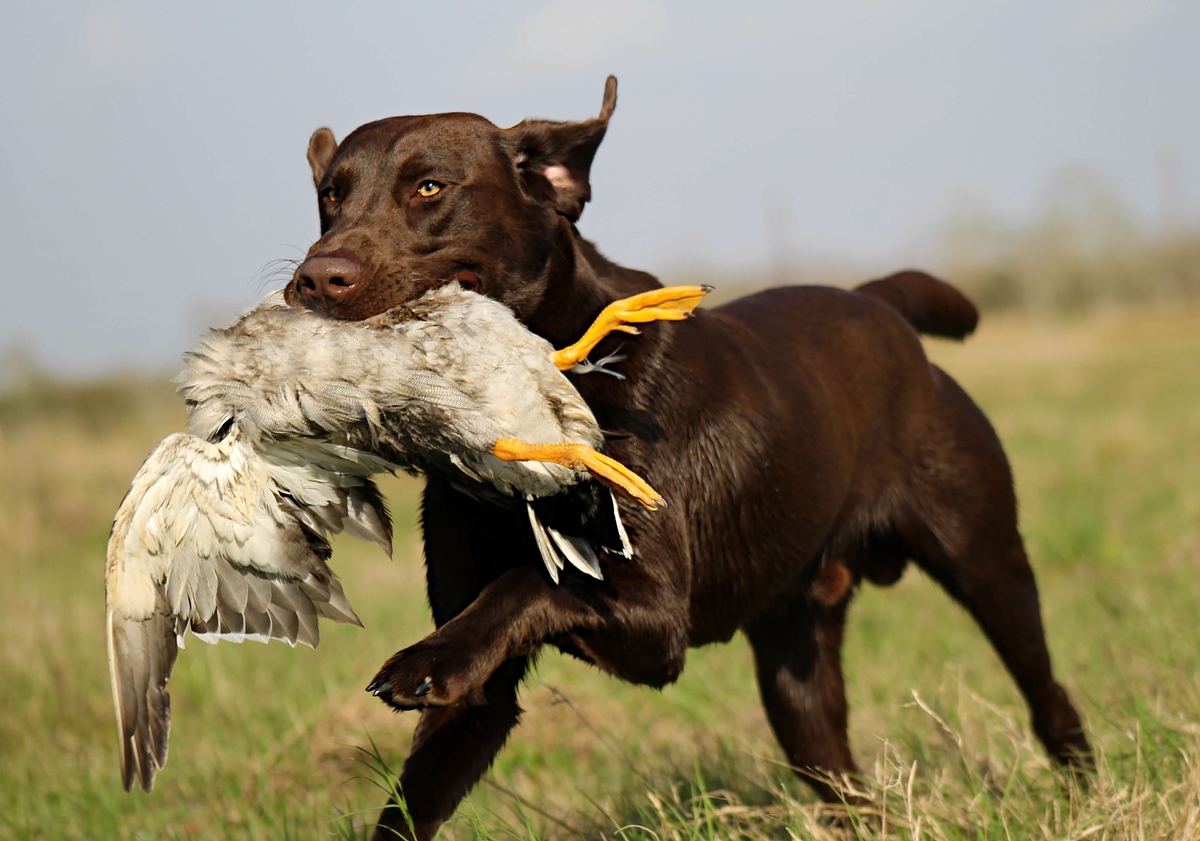Basic Gun Dog