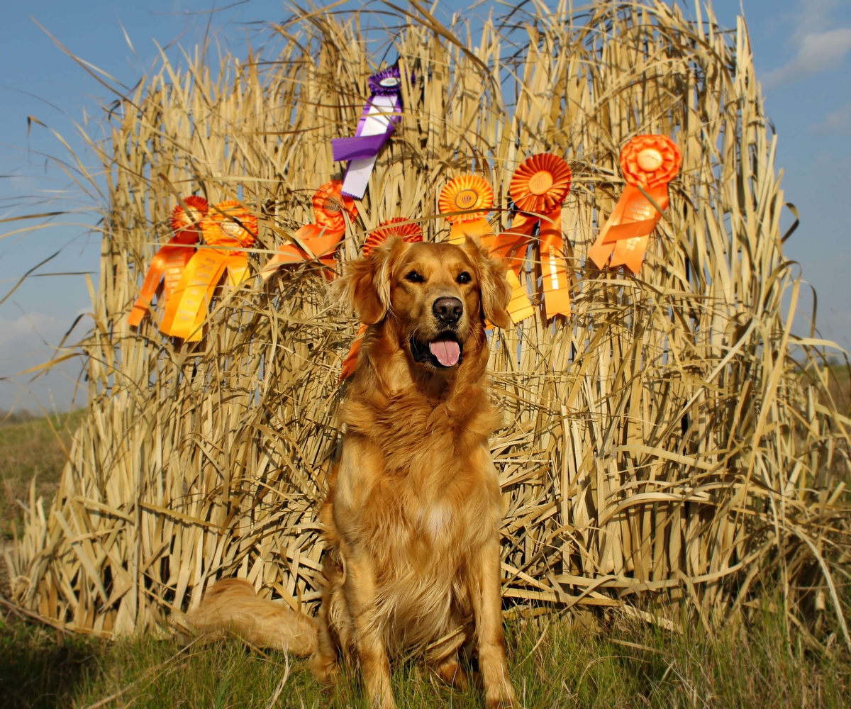 Hunt Tests Hunt Tests